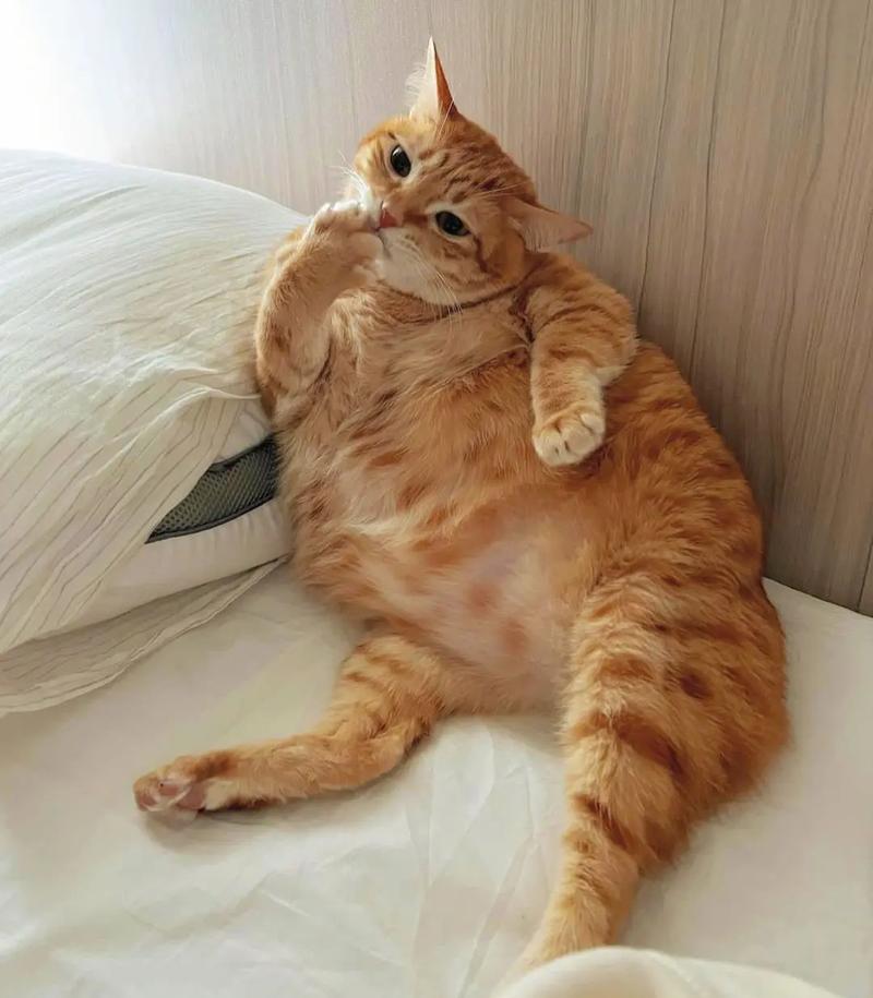 小猫咪能吃肉吗，猫咪吃猫饭好还是猫粮好？-第6张图片-后鲨宠物