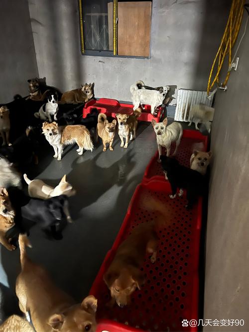 点蚊香对狗狗有害吗,点蚊香会对狗狗有影响吗?-第1张图片-后鲨宠物 点蚊香对狗狗有害吗,点蚊香会对狗狗有影响吗?-第1张图片-后鲨宠物