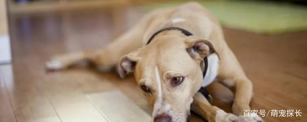 点蚊香对狗狗有害吗,点蚊香会对狗狗有影响吗?-第4张图片-后鲨宠物 点蚊香对狗狗有害吗,点蚊香会对狗狗有影响吗?-第4张图片-后鲨宠物