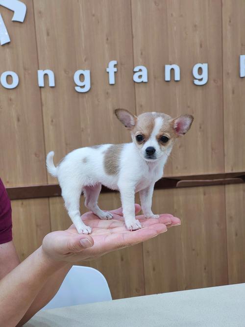 狗狗球虫病会传染人吗,狗狗球虫病会传染人吗视频?-第2张图片-后鲨宠物 狗狗球虫病会传染人吗,狗狗球虫病会传染人吗视频?-第2张图片-后鲨宠物