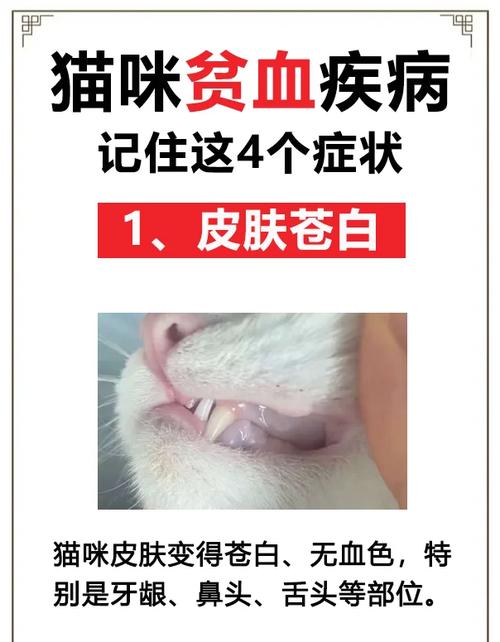 猫咪补血吃什么比较好_猫咪补血吃什么比较好自制-第3张图片-后鲨宠物 猫咪补血吃什么比较好_猫咪补血吃什么比较好自制-第3张图片-后鲨宠物