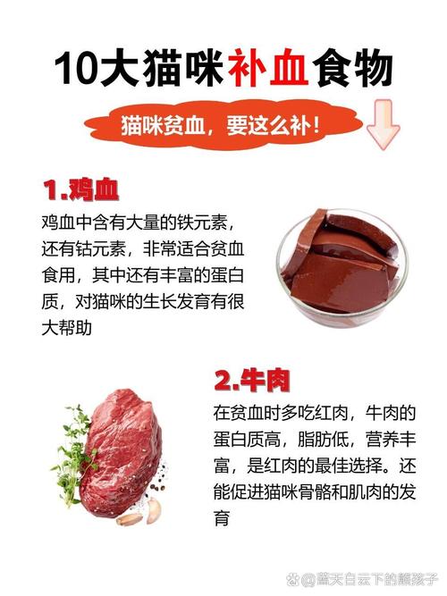 猫咪补血吃什么比较好_猫咪补血吃什么比较好自制-第4张图片-后鲨宠物 猫咪补血吃什么比较好_猫咪补血吃什么比较好自制-第4张图片-后鲨宠物