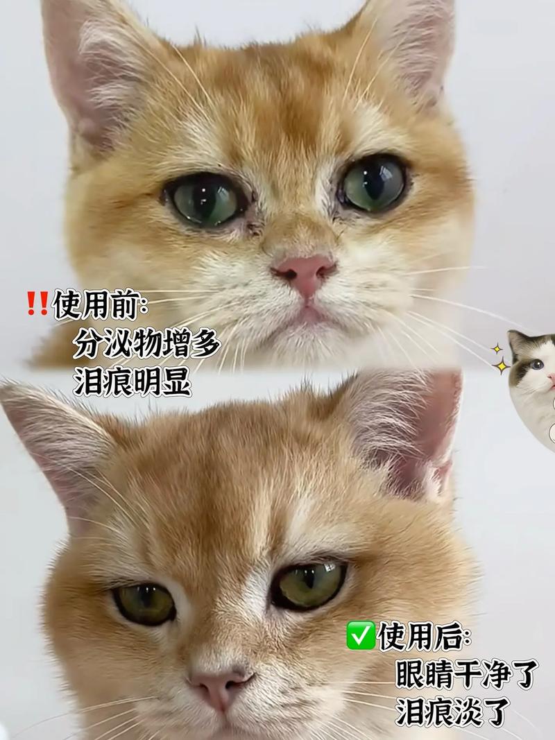 怎么给猫咪擦眼屎,怎么给猫咪擦眼屎最有效?-第5张图片-后鲨宠物 怎么给猫咪擦眼屎,怎么给猫咪擦眼屎最有效?-第5张图片-后鲨宠物