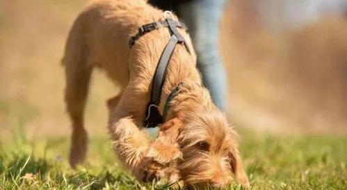 狗狗可以闻蚊香吗_狗狗可以闻蚊香液的味道吗-第5张图片-后鲨宠物 狗狗可以闻蚊香吗_狗狗可以闻蚊香液的味道吗-第5张图片-后鲨宠物