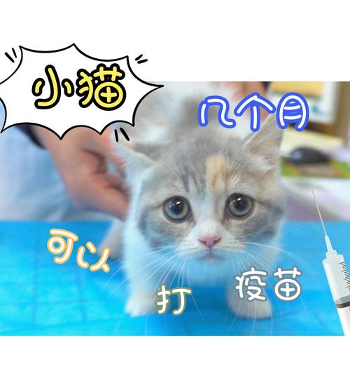 小猫咪多大可以打疫苗,小猫咪多大打疫苗??-第5张图片-后鲨宠物 小猫咪多大可以打疫苗,小猫咪多大打疫苗??-第5张图片-后鲨宠物