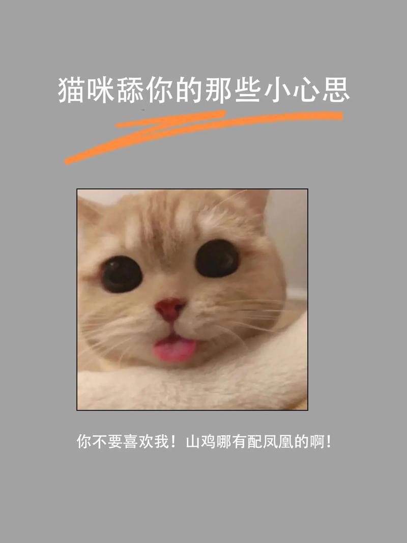 猫咪为什么舔自己,猫咪为什么舔自己屁股不觉得臭?-第6张图片-后鲨宠物 猫咪为什么舔自己,猫咪为什么舔自己屁股不觉得臭?-第6张图片-后鲨宠物