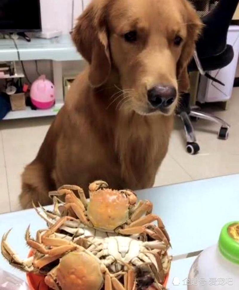 狗狗可以吃蟹肉吗,狗狗可不可以吃螃蟹肉?-第2张图片-后鲨宠物 狗狗可以吃蟹肉吗,狗狗可不可以吃螃蟹肉?-第2张图片-后鲨宠物