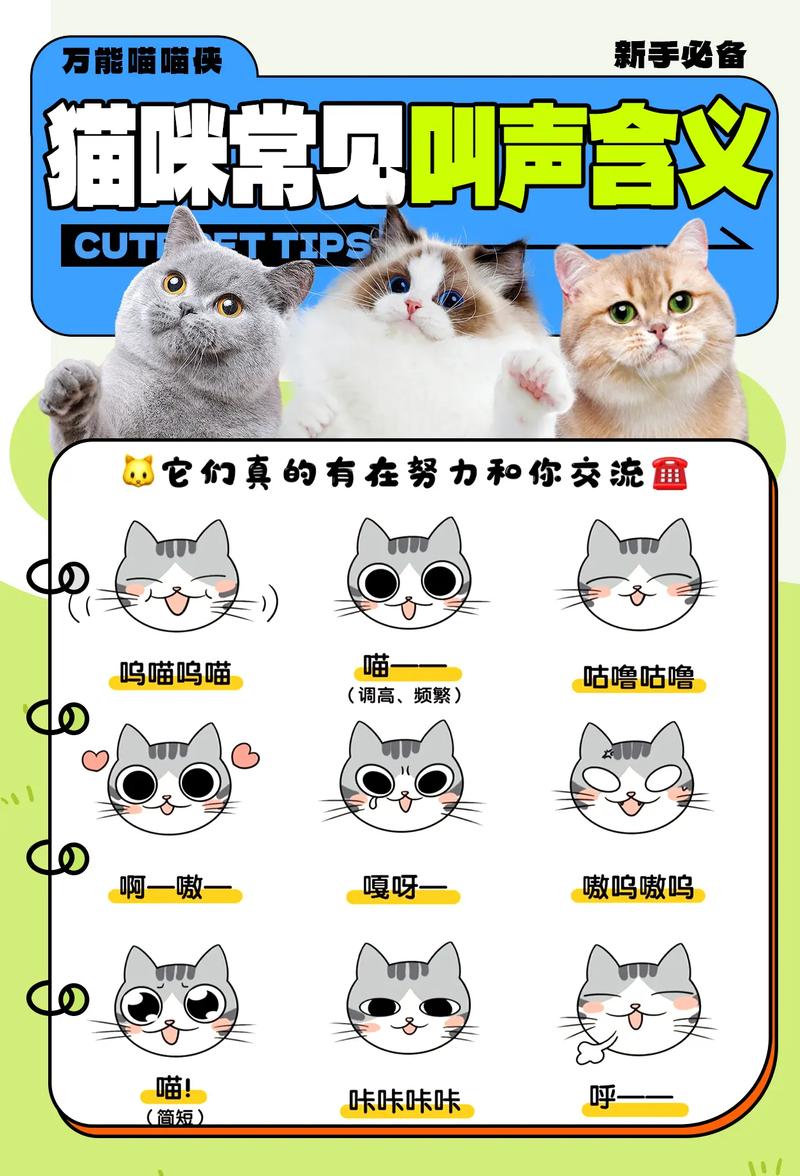 猫咪高兴的叫声,召唤猫咪的叫声?-第1张图片-后鲨宠物 猫咪高兴的叫声,召唤猫咪的叫声?-第1张图片-后鲨宠物