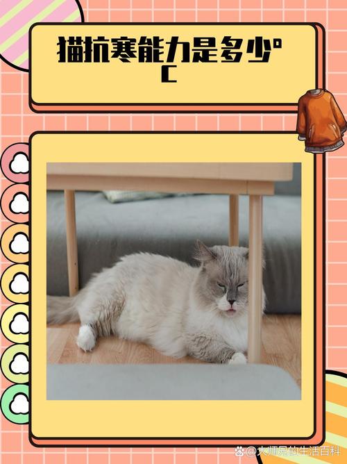 猫咪耐寒多少度,猫咪耐寒温度-第2张图片-后鲨宠物 猫咪耐寒多少度,猫咪耐寒温度-第2张图片-后鲨宠物