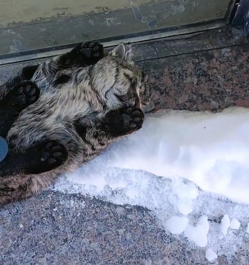 猫咪耐寒多少度,猫咪耐寒温度-第1张图片-后鲨宠物 猫咪耐寒多少度,猫咪耐寒温度-第1张图片-后鲨宠物