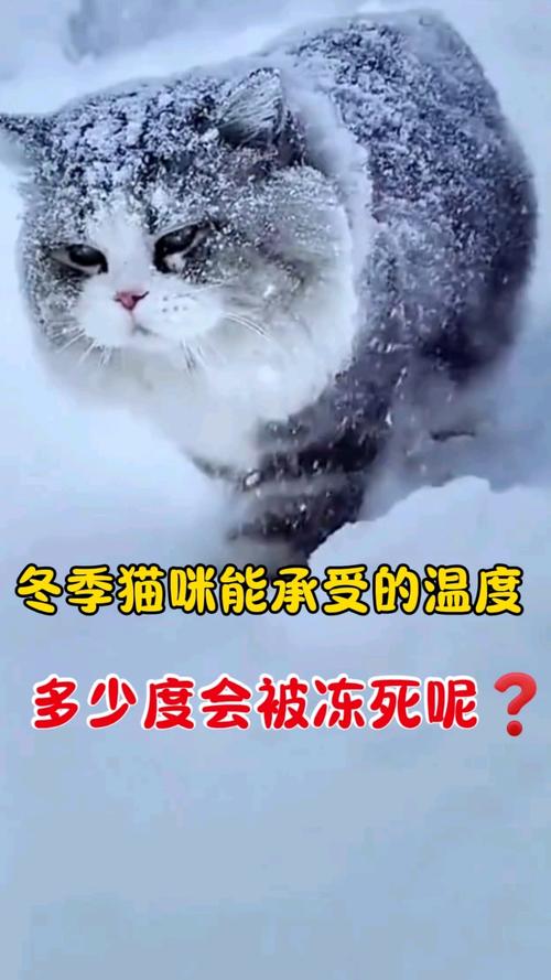 猫咪耐寒多少度,猫咪耐寒温度-第4张图片-后鲨宠物 猫咪耐寒多少度,猫咪耐寒温度-第4张图片-后鲨宠物