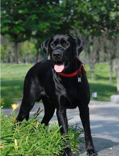 黑色狗狗名字大全霸气_黑色狗狗名字大全 洋气点的-第2张图片-后鲨宠物 黑色狗狗名字大全霸气_黑色狗狗名字大全 洋气点的-第2张图片-后鲨宠物