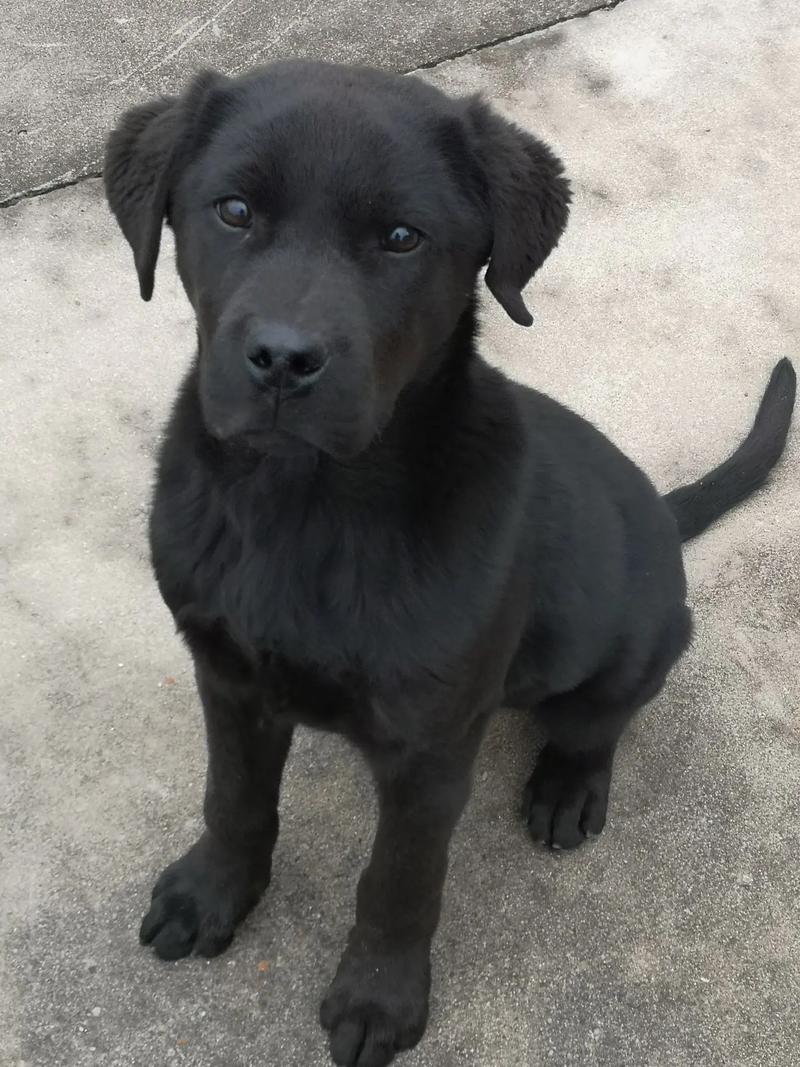 黑色狗狗名字大全霸气_黑色狗狗名字大全 洋气点的-第3张图片-后鲨宠物 黑色狗狗名字大全霸气_黑色狗狗名字大全 洋气点的-第3张图片-后鲨宠物