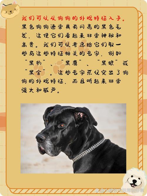 黑色狗狗名字大全霸气_黑色狗狗名字大全 洋气点的-第4张图片-后鲨宠物 黑色狗狗名字大全霸气_黑色狗狗名字大全 洋气点的-第4张图片-后鲨宠物