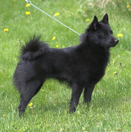 黑色狗狗名字大全霸气_黑色狗狗名字大全 洋气点的-第6张图片-后鲨宠物 黑色狗狗名字大全霸气_黑色狗狗名字大全 洋气点的-第6张图片-后鲨宠物