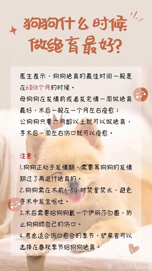 狗狗多大做绝育,狗狗多大去绝育?-第2张图片-后鲨宠物 狗狗多大做绝育,狗狗多大去绝育?-第2张图片-后鲨宠物