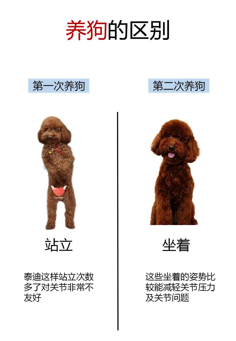 狗狗散养好还是圈养好,宠物狗散养好还是圈养好?-第1张图片-后鲨宠物 狗狗散养好还是圈养好,宠物狗散养好还是圈养好?-第1张图片-后鲨宠物