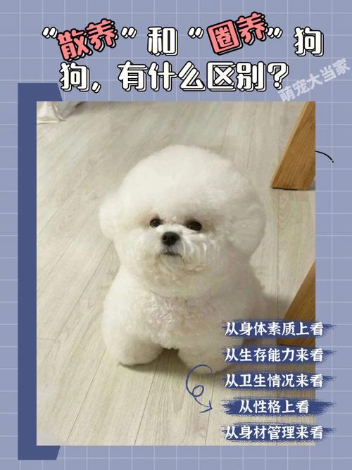 狗狗散养好还是圈养好,宠物狗散养好还是圈养好?-第2张图片-后鲨宠物 狗狗散养好还是圈养好,宠物狗散养好还是圈养好?-第2张图片-后鲨宠物