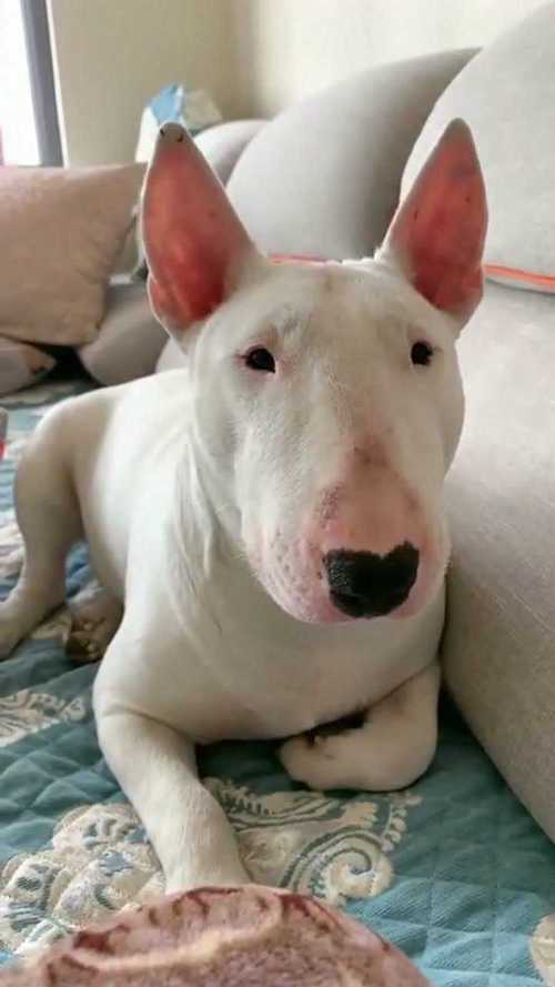 小眼睛狗狗是什么品种,小眼睛狗狗是什么品种的狗?-第1张图片-后鲨宠物 小眼睛狗狗是什么品种,小眼睛狗狗是什么品种的狗?-第1张图片-后鲨宠物