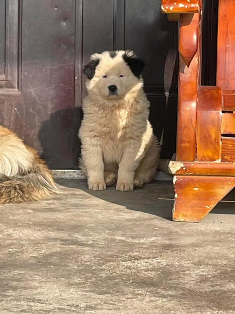 小眼睛狗狗是什么品种,小眼睛狗狗是什么品种的狗?-第3张图片-后鲨宠物 小眼睛狗狗是什么品种,小眼睛狗狗是什么品种的狗?-第3张图片-后鲨宠物