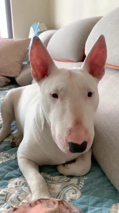 小眼睛狗狗是什么品种,小眼睛狗狗是什么品种的狗?-第4张图片-后鲨宠物 小眼睛狗狗是什么品种,小眼睛狗狗是什么品种的狗?-第4张图片-后鲨宠物