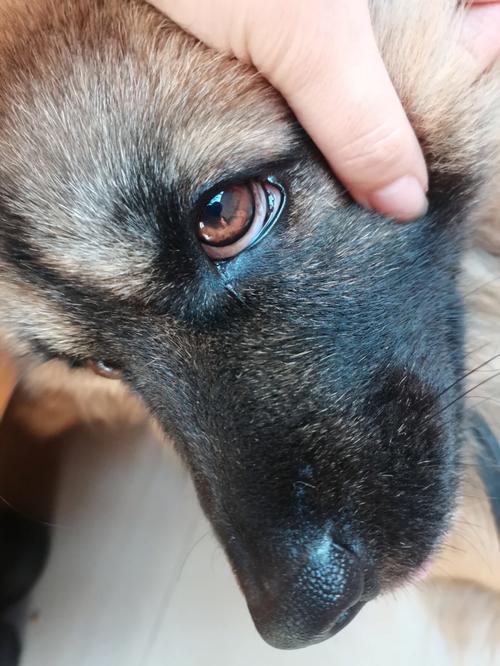 小眼睛狗狗是什么品种,小眼睛狗狗是什么品种的狗?-第5张图片-后鲨宠物 小眼睛狗狗是什么品种,小眼睛狗狗是什么品种的狗?-第5张图片-后鲨宠物