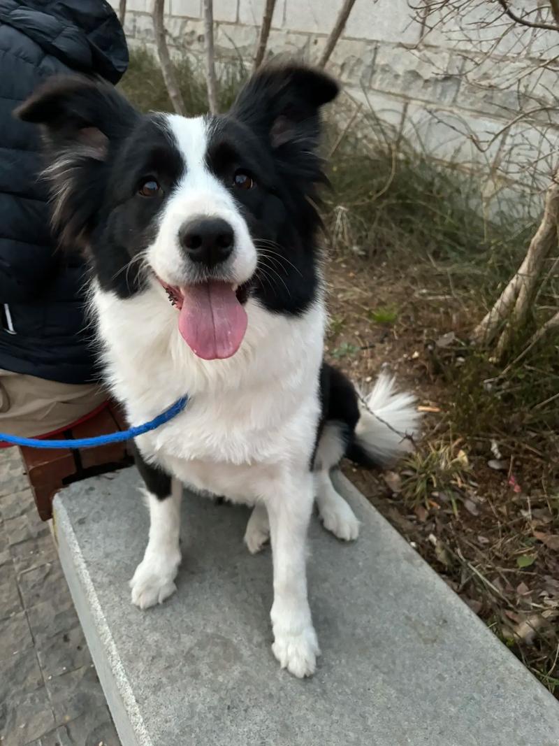 跟边牧很像的狗狗_跟边牧很像的狗狗是什么品种什么博-第2张图片-后鲨宠物 跟边牧很像的狗狗_跟边牧很像的狗狗是什么品种什么博-第2张图片-后鲨宠物