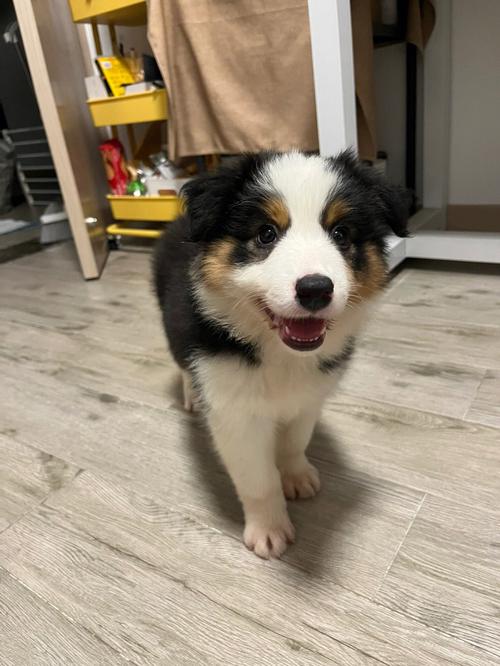 跟边牧很像的狗狗_跟边牧很像的狗狗是什么品种什么博-第4张图片-后鲨宠物 跟边牧很像的狗狗_跟边牧很像的狗狗是什么品种什么博-第4张图片-后鲨宠物