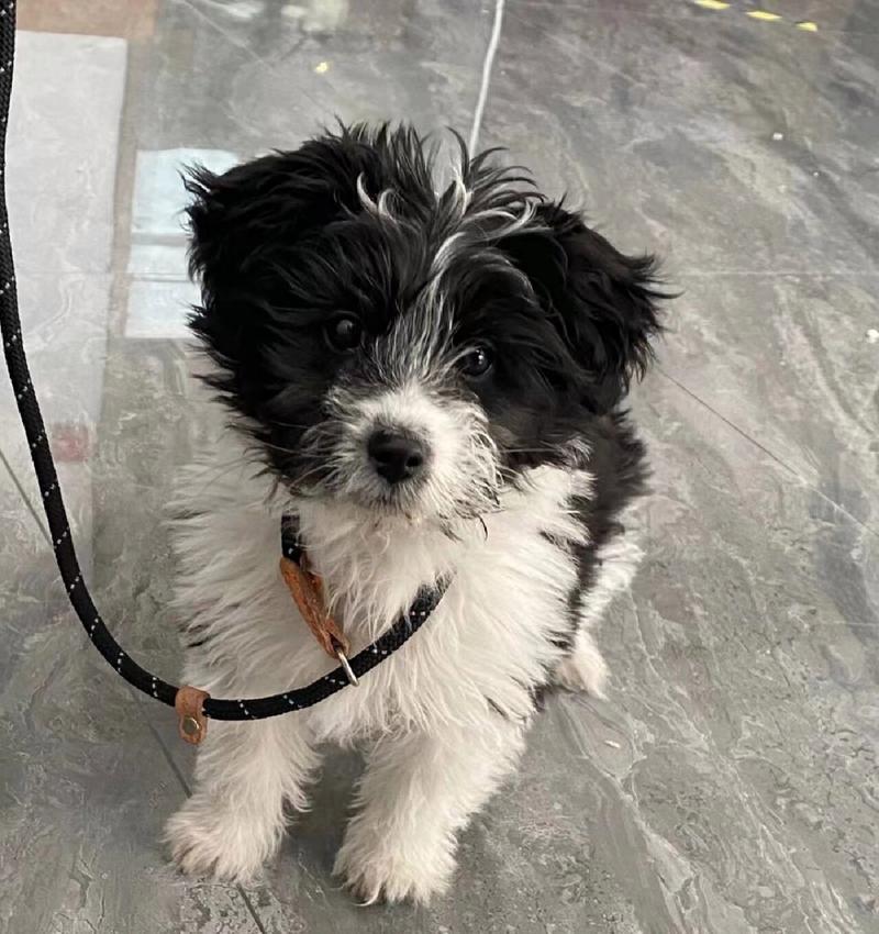 跟边牧很像的狗狗_跟边牧很像的狗狗是什么品种什么博-第5张图片-后鲨宠物 跟边牧很像的狗狗_跟边牧很像的狗狗是什么品种什么博-第5张图片-后鲨宠物