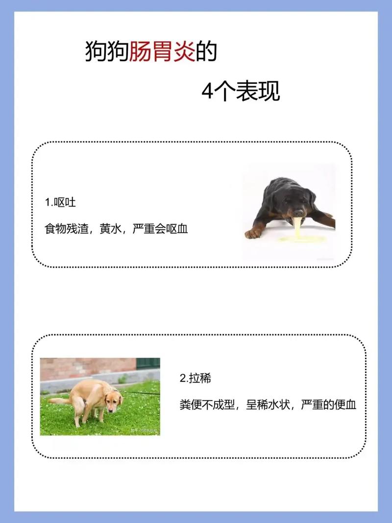 狗狗吃什么好消化,狗狗什么东西不能吃?-第6张图片-后鲨宠物 狗狗吃什么好消化,狗狗什么东西不能吃?-第6张图片-后鲨宠物