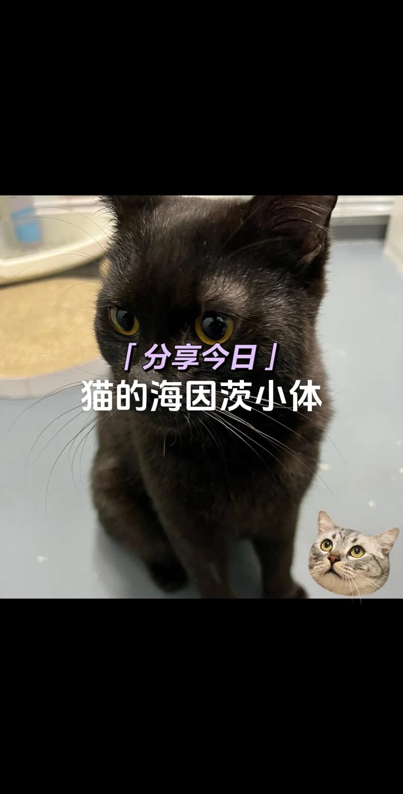 猫咪贫血会死吗,猫咪贫血能不能自愈?-第1张图片-后鲨宠物 猫咪贫血会死吗,猫咪贫血能不能自愈?-第1张图片-后鲨宠物