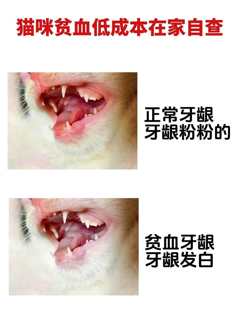 猫咪贫血会死吗,猫咪贫血能不能自愈?-第3张图片-后鲨宠物 猫咪贫血会死吗,猫咪贫血能不能自愈?-第3张图片-后鲨宠物