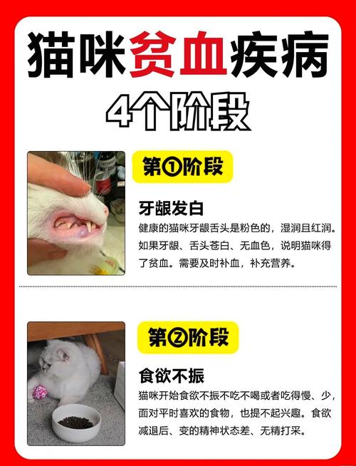 猫咪贫血会死吗,猫咪贫血能不能自愈?-第4张图片-后鲨宠物 猫咪贫血会死吗,猫咪贫血能不能自愈?-第4张图片-后鲨宠物
