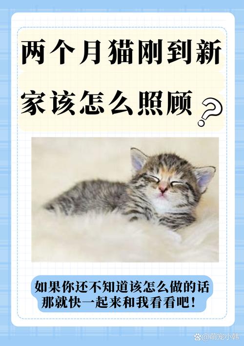 2个月大的猫咪怎么养,两个月大的猫咪怎么养-第4张图片-后鲨宠物 2个月大的猫咪怎么养,两个月大的猫咪怎么养-第4张图片-后鲨宠物