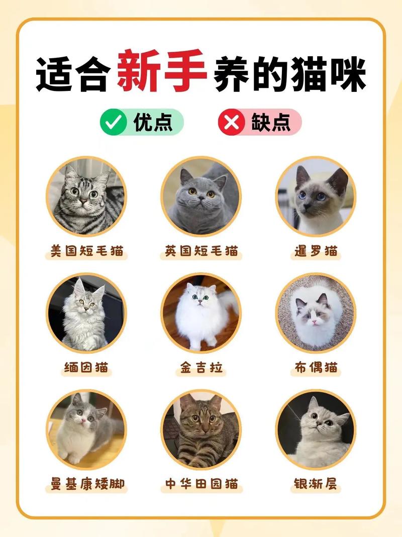 2个月大的猫咪怎么养,两个月大的猫咪怎么养-第6张图片-后鲨宠物 2个月大的猫咪怎么养,两个月大的猫咪怎么养-第6张图片-后鲨宠物