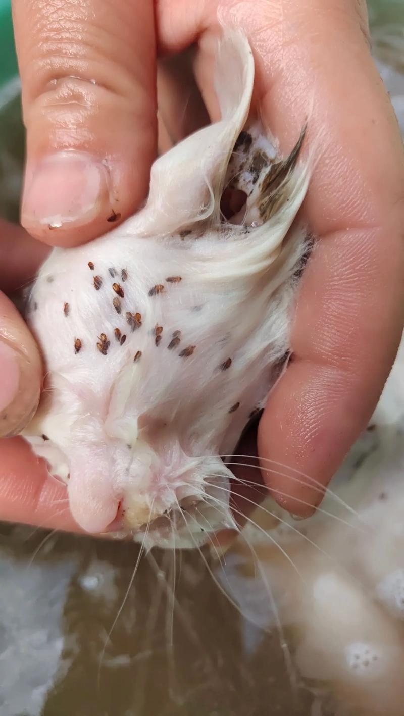 猫咪怎么除跳蚤,猫咪除跳蚤最有效的办法?-第3张图片-后鲨宠物 猫咪怎么除跳蚤,猫咪除跳蚤最有效的办法?-第3张图片-后鲨宠物