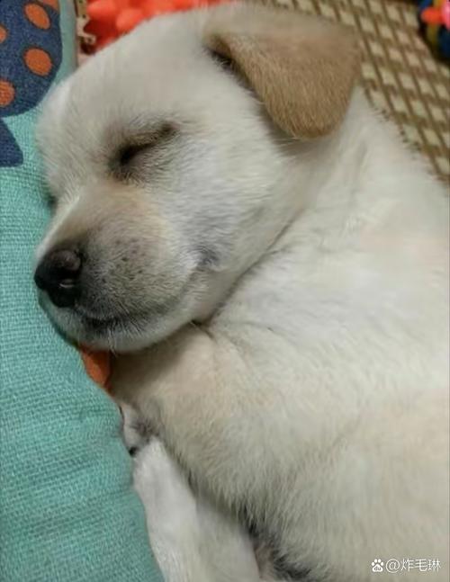 狗狗喘气急促怎么回事_狗狗喘气急促怎么回事啊-第6张图片-后鲨宠物 狗狗喘气急促怎么回事_狗狗喘气急促怎么回事啊-第6张图片-后鲨宠物