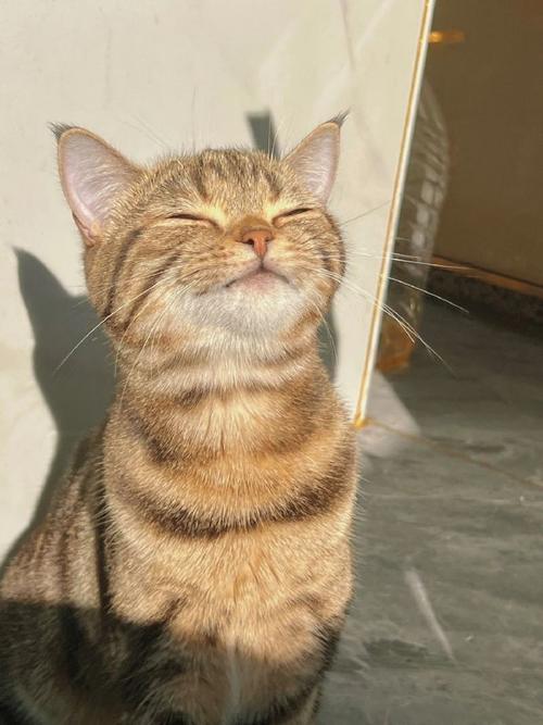 猫咪心情好的表现,猫咪的心情怎么样啊?-第4张图片-后鲨宠物 猫咪心情好的表现,猫咪的心情怎么样啊?-第4张图片-后鲨宠物