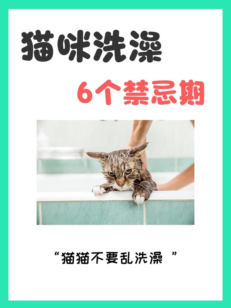 怎么给猫猫洗澡_怎么给猫猫洗澡猫猫不会反抗-第1张图片-后鲨宠物 怎么给猫猫洗澡_怎么给猫猫洗澡猫猫不会反抗-第1张图片-后鲨宠物