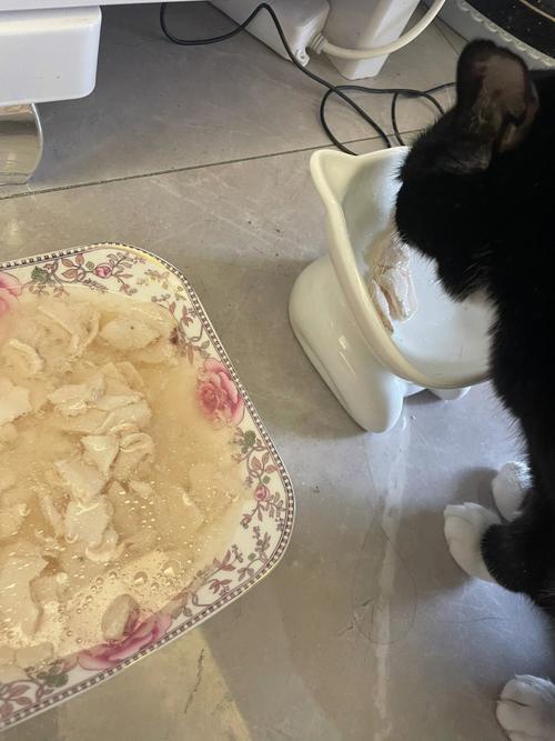 鸡胸肉怎么煮猫咪爱吃,鸡胸肉煮给猫吃怎么做-第5张图片-后鲨宠物 鸡胸肉怎么煮猫咪爱吃,鸡胸肉煮给猫吃怎么做-第5张图片-后鲨宠物
