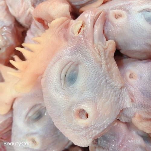 狗狗可以吃鸡头吗_狗能吃鸡头-第6张图片-后鲨宠物 狗狗可以吃鸡头吗_狗能吃鸡头-第6张图片-后鲨宠物