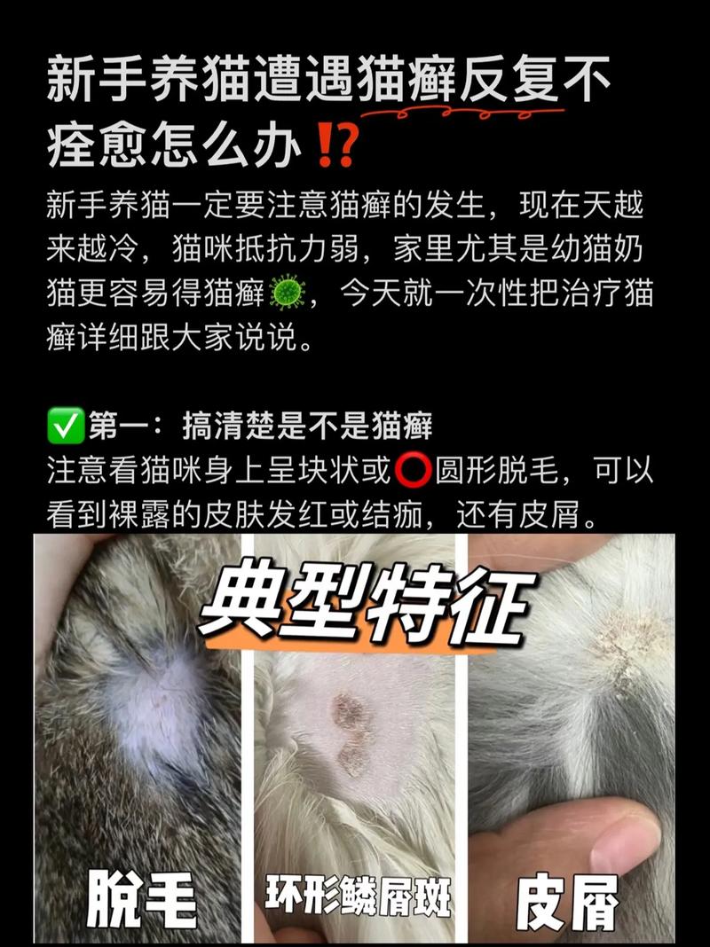 猫咪身上长癣怎么办,猫身上长了癣怎么办?-第5张图片-后鲨宠物 猫咪身上长癣怎么办,猫身上长了癣怎么办?-第5张图片-后鲨宠物