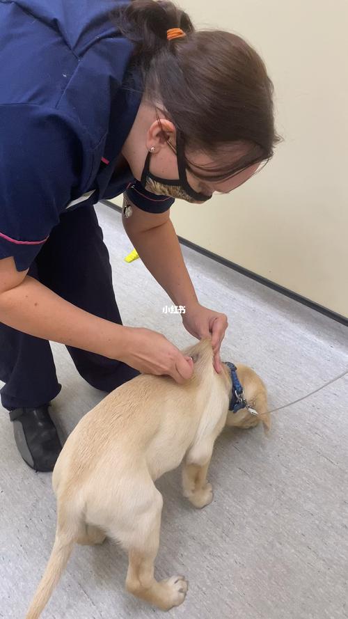 给狗狗打针在哪里打,给狗狗打针在哪里打针-第2张图片-后鲨宠物 给狗狗打针在哪里打,给狗狗打针在哪里打针-第2张图片-后鲨宠物