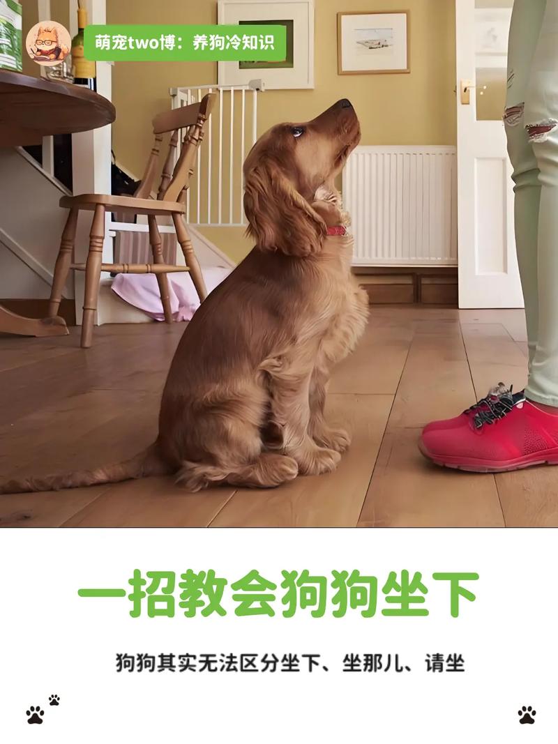 怎么教狗狗坐下_如何教狗狗坐下-第2张图片-后鲨宠物 怎么教狗狗坐下_如何教狗狗坐下-第2张图片-后鲨宠物