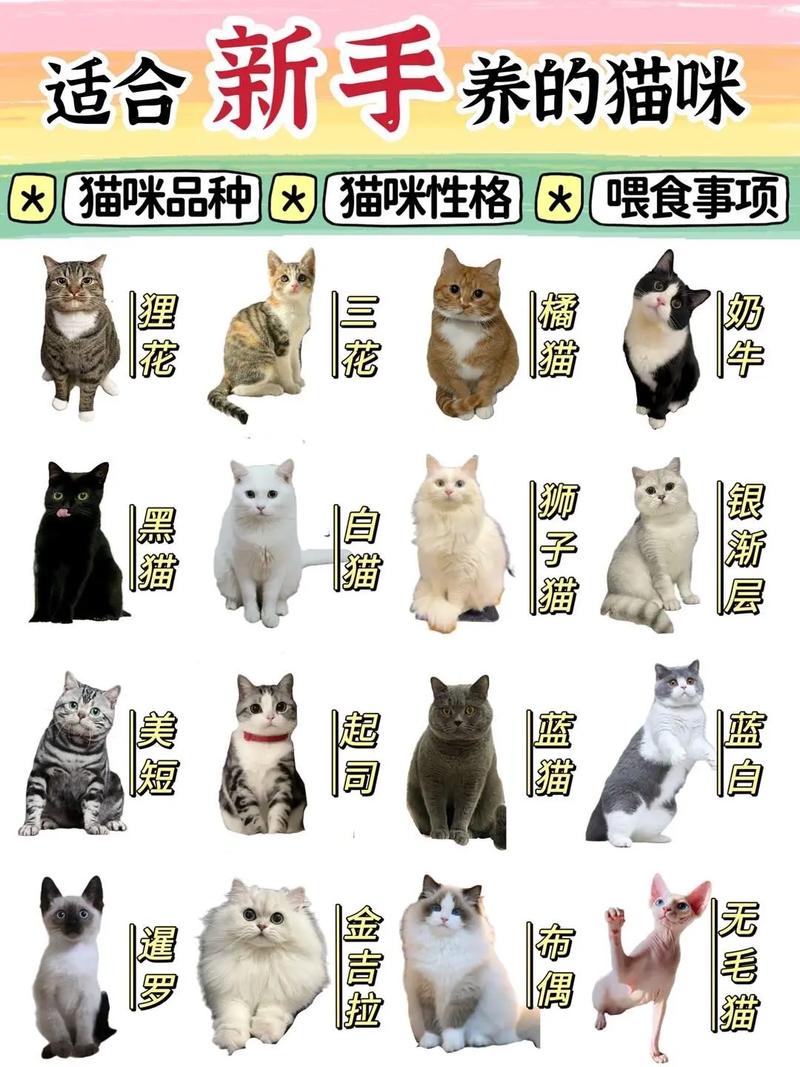 适合女生养的猫咪,适合女生养的非常好看的猫-第2张图片-后鲨宠物 适合女生养的猫咪,适合女生养的非常好看的猫-第2张图片-后鲨宠物
