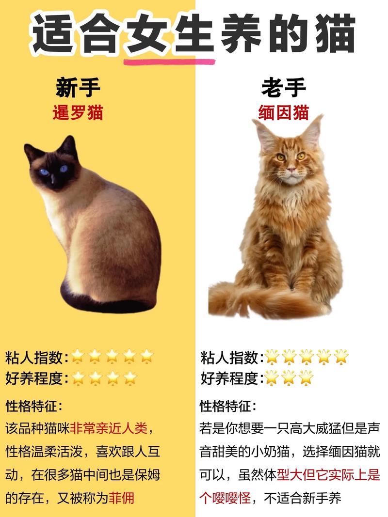 适合女生养的猫咪,适合女生养的非常好看的猫-第3张图片-后鲨宠物 适合女生养的猫咪,适合女生养的非常好看的猫-第3张图片-后鲨宠物