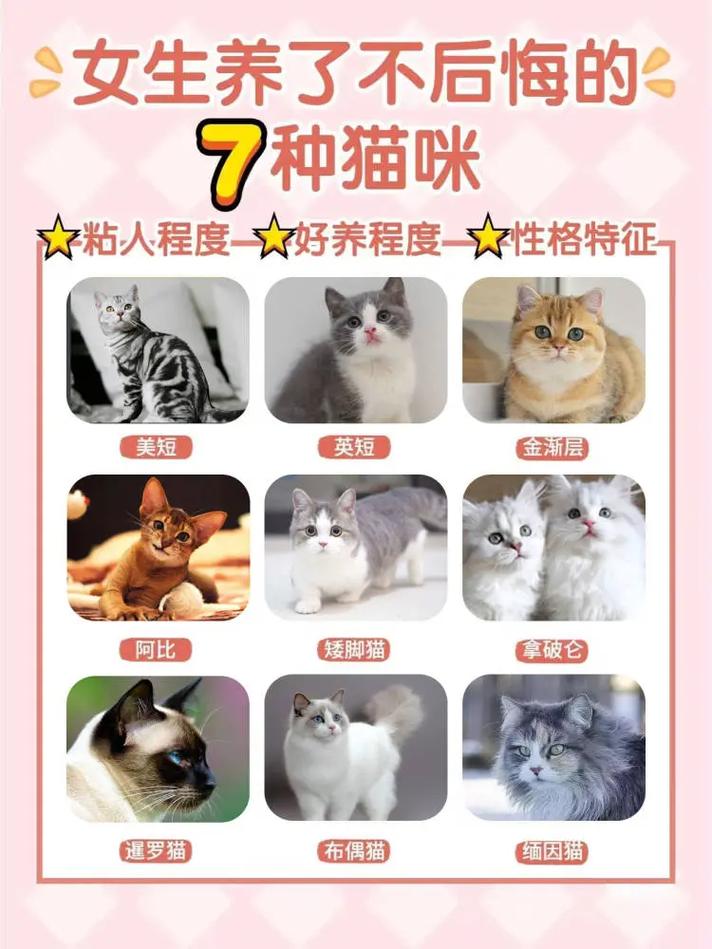 适合女生养的猫咪,适合女生养的非常好看的猫-第5张图片-后鲨宠物 适合女生养的猫咪,适合女生养的非常好看的猫-第5张图片-后鲨宠物