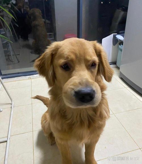 狗狗被蜜蜂蛰了怎么办_狗狗被蜜蜂蛰了怎么处理消肿最快-第1张图片-后鲨宠物 狗狗被蜜蜂蛰了怎么办_狗狗被蜜蜂蛰了怎么处理消肿最快-第1张图片-后鲨宠物