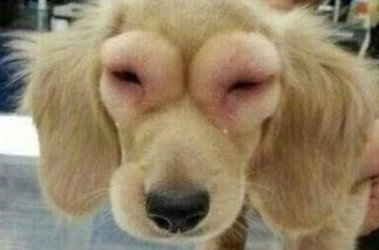 狗狗被蜜蜂蛰了怎么办_狗狗被蜜蜂蛰了怎么处理消肿最快-第2张图片-后鲨宠物 狗狗被蜜蜂蛰了怎么办_狗狗被蜜蜂蛰了怎么处理消肿最快-第2张图片-后鲨宠物