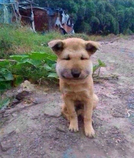 狗狗被蜜蜂蛰了怎么办_狗狗被蜜蜂蛰了怎么处理消肿最快-第3张图片-后鲨宠物 狗狗被蜜蜂蛰了怎么办_狗狗被蜜蜂蛰了怎么处理消肿最快-第3张图片-后鲨宠物